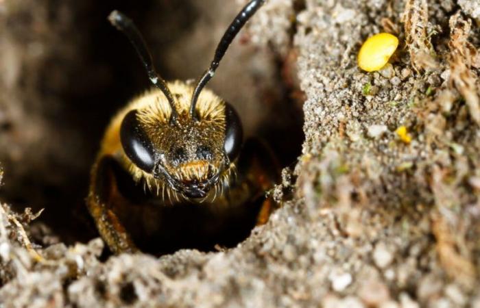 Bienen können Lungenkrebs erkennen!