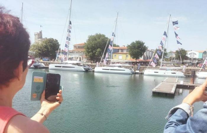 In La Rochelle lassen sich Delfine im Yachthafen nieder