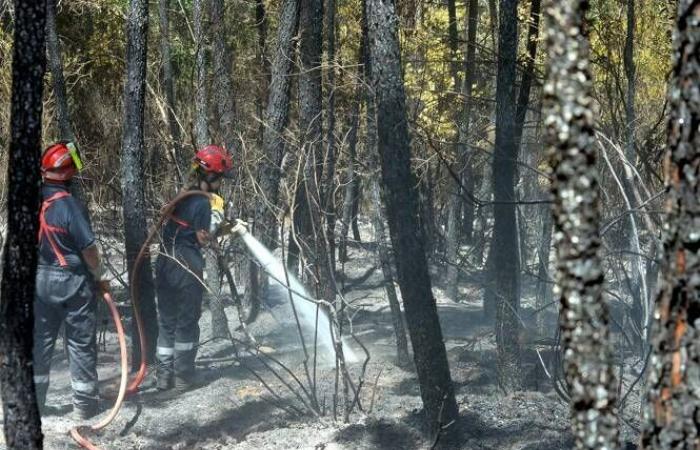 Feuer in Vidauban: „Wenn zwölf Canadair verfügbar gewesen wären, wäre es einfacher gewesen“ für die Feuerwehr und den Rettungsdienst des Departements Var