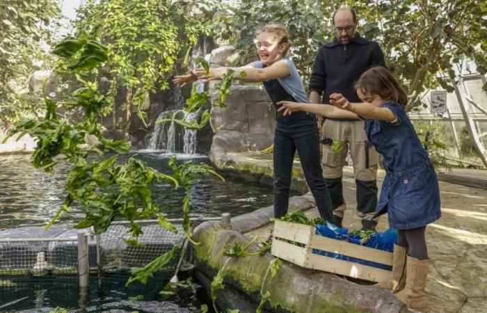 Paris: Der Zoo von Vincennes startet seine nächtlichen Veranstaltungen für den Sommer