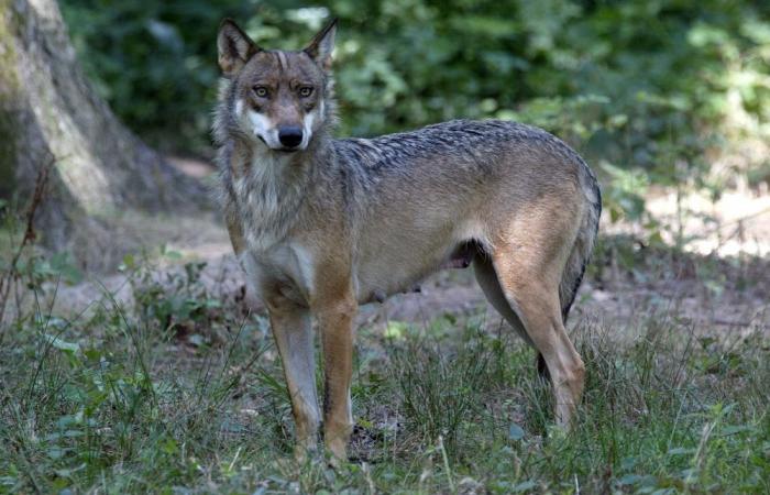Frankreich: Von Wölfen gebissener Jogger reicht Beschwerde gegen Zoo ein, hier erfahren Sie den Grund