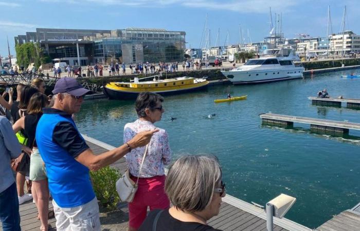 La Rochelle: Versuche, drei junge Delfine aus dem Alten Hafen zu entfernen, sind gescheitert