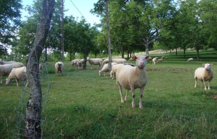 Viehbestand und Territorium: ein Tag, der der innovativen Landwirtschaft in Meyrals gewidmet ist