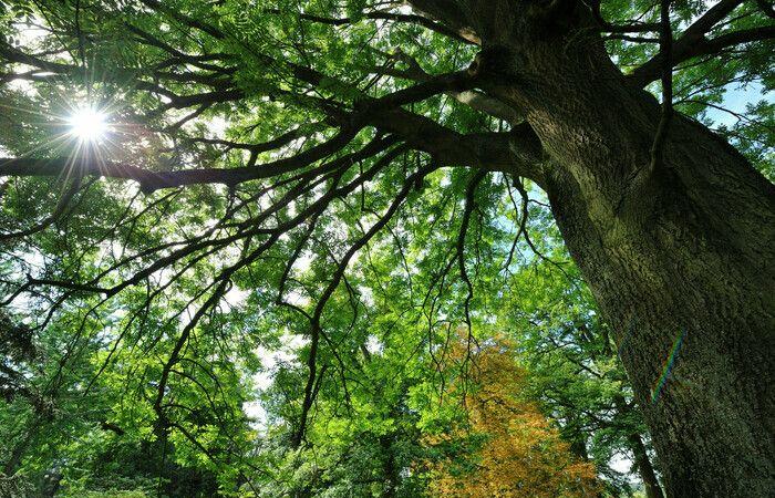 Ein Sommer unter den Bäumen – Familienbesuch Arboretum de Versailles-Chèvreloup Le Chesnay-Rocquencourt Freitag, 28. Juni 2024