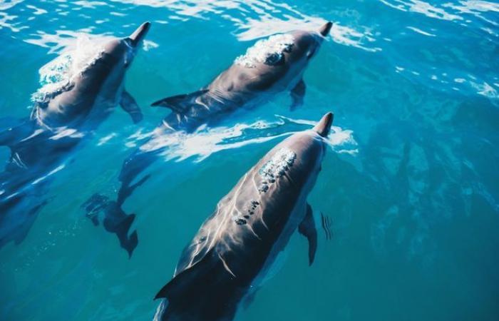 Drei Delfine im Hafen von La Rochelle gefangen