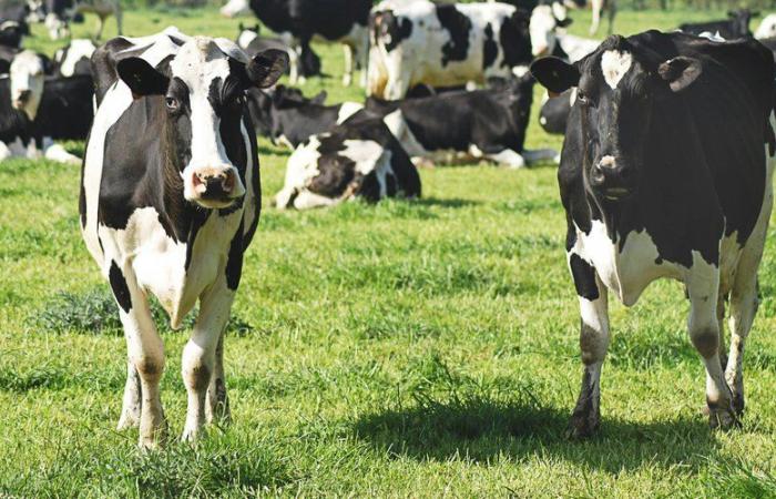 Eine Weltneuheit: Dänemark wird das Fürzen und Rülpsen von Kühen, Schafen und Schweinen besteuern, um den Ausstoß von Treibhausgasen zu reduzieren