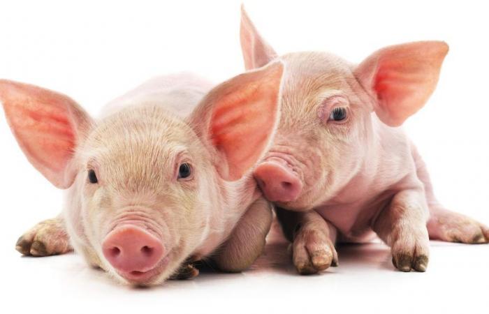 Ottawa will die Beschränkungen für das Klonen von Tieren zu Nahrungsmittelzwecken aufheben