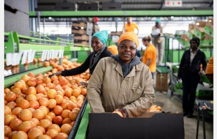 „Die Preise für Orangensaft auf dem lokalen südafrikanischen Markt sind höher als die, die wir in Europa zu zahlen bereit sind.“