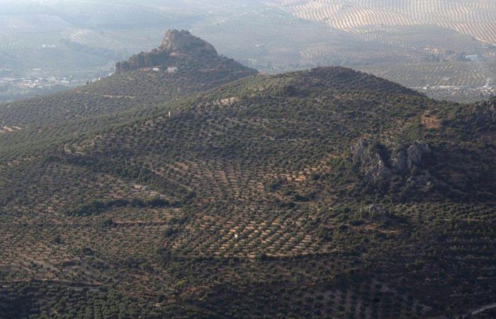 Der Olivenölsektor auf der Suche nach Lösungen für den Klimawandel