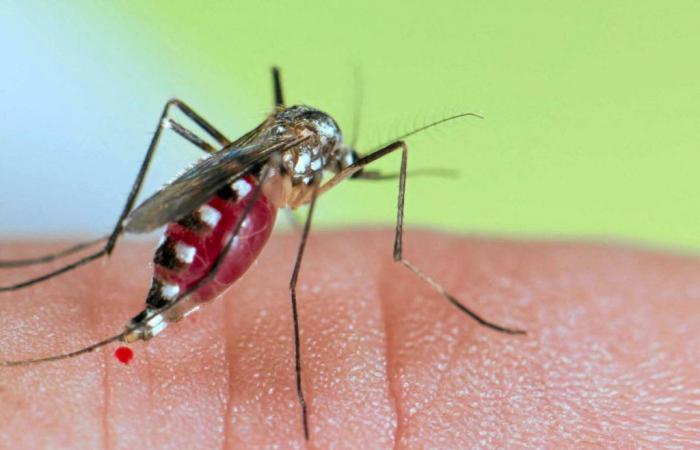 Warum Mückenstiche jucken und Pickel verursachen