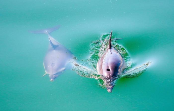 Die Delfine werden taub und campieren immer noch im Chalutiers-Becken