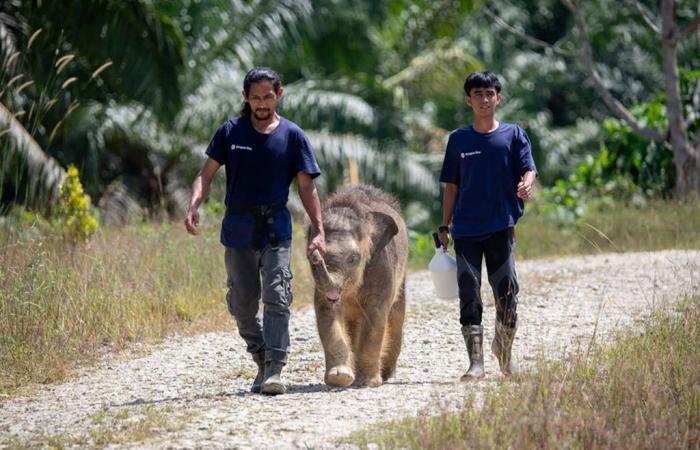 Der Borneo-Elefant ist vom Aussterben bedroht, der Iberische Luchs erholt sich