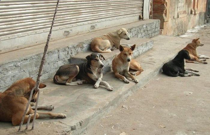 Mobilisierung von 15 Millionen DH zum Schutz streunender Hunde
