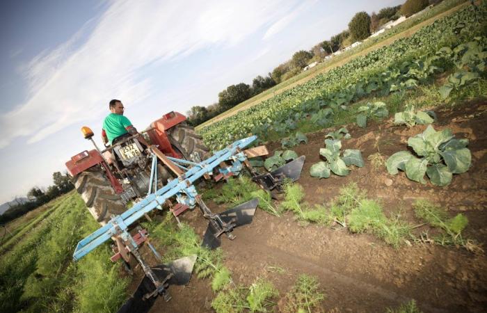 Landwirte in der Region Estérel Côte d’Azur erhalten drei Millionen Euro Hilfsgelder