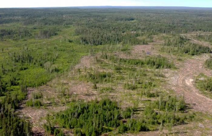 Manitoba und die First Nations werden einen 20-Jahres-Forstplan erstellen