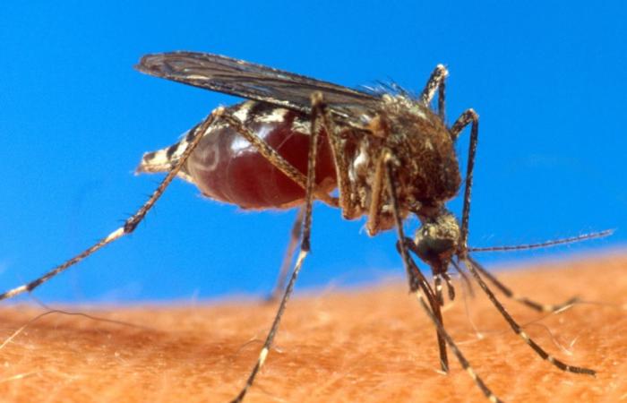 EU genehmigt ersten Chikungunya-Impfstoff