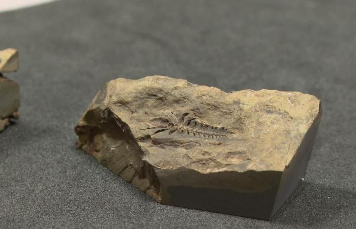 Ein 515 Millionen Jahre altes Meeres-„Pompeji“, das von Forschern aus Poitiers in einem noch nie dagewesenen Erhaltungszustand entdeckt wurde