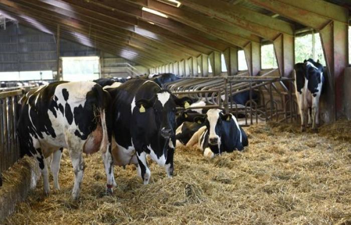 Kühefurze und Rülpser werden in Dänemark bald besteuert