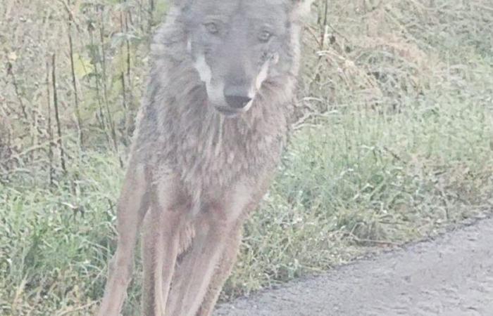 Zweifel. Ist das Tier, das in Écot auf der Straße herumtollte, ein Wolf?