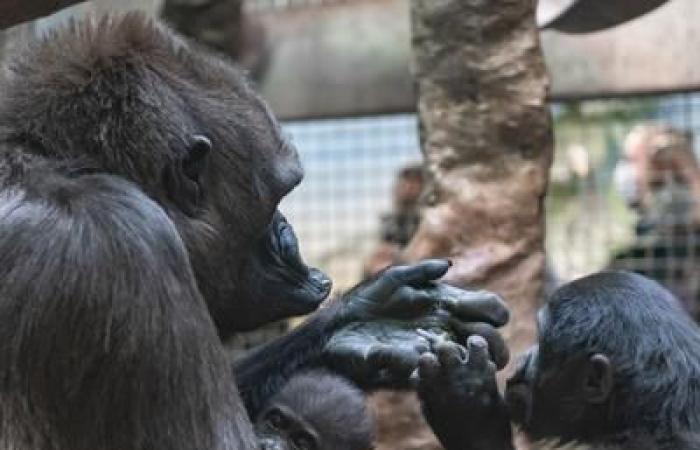 Diese fünfzig Jahre alte Gorillafrau ist immer noch in der Lage, Waisenkinder zu stillen