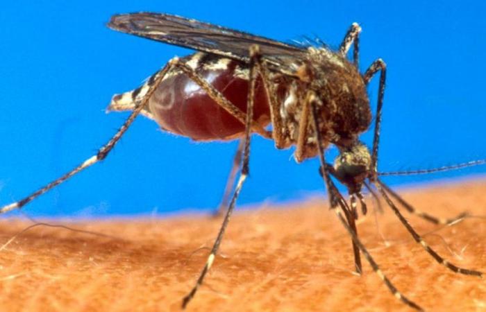 Virus: EU genehmigt ersten Impfstoff gegen Chikungunya