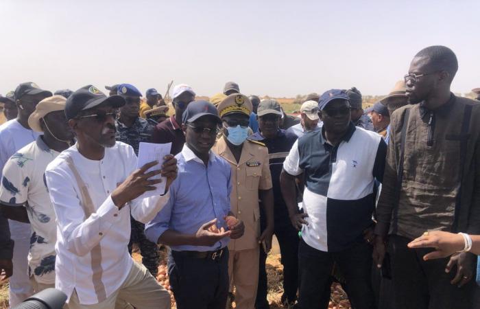 Saint-Louis – Agrartour des Landwirtschaftsministers im Tal des Senegal-Flusses: Dr. Mabouba Diagne setzt sich dafür ein, lokale Interessengruppen bei der Erreichung der Lebensmittelselbstversorgung zu unterstützen