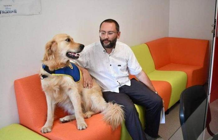 Um Opfer von Gewalt während ihrer Anhörungen zu beruhigen, ruft dieser Arzt … einen Hund an – Abendausgabe von Ouest-France