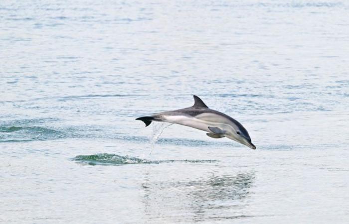 3 Delfine haben sich im alten Hafen von La Rochelle niedergelassen