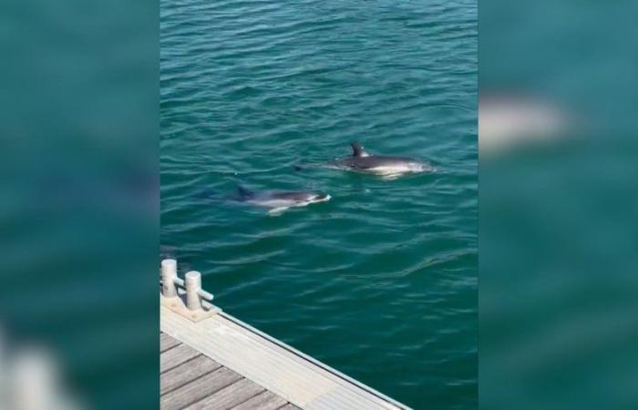 Drei junge Delfine sind seit mehreren Tagen im Hafen von La Rochelle gefangen: Versuche, sie herauszuholen, sind gescheitert