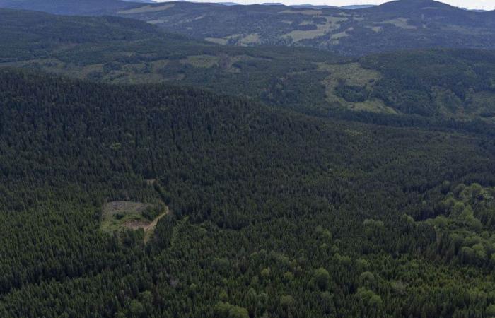Quebec möchte einen widerstandsfähigeren Wald angesichts des Klimawandels