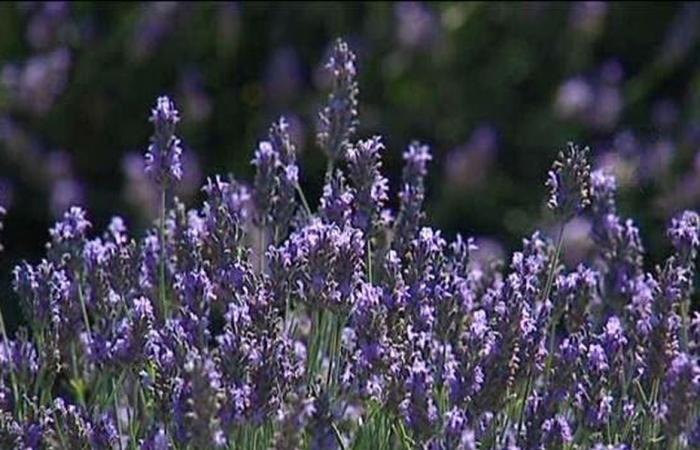 Lavendel aus der Provence könnte bald Teil des von der UNESCO anerkannten architektonischen und natürlichen Welterbes sein