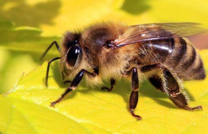Studienergebnisse: Bienen können Lungenkrebs erkennen!
