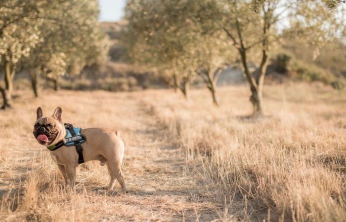 Hunde beim Spazierengehen ohne Leine: Sind ihre Besitzer legal?