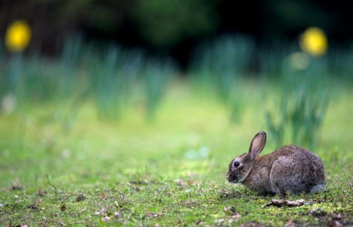 In Rouen wird der erste Kaninchenpark Frankreichs eröffnet