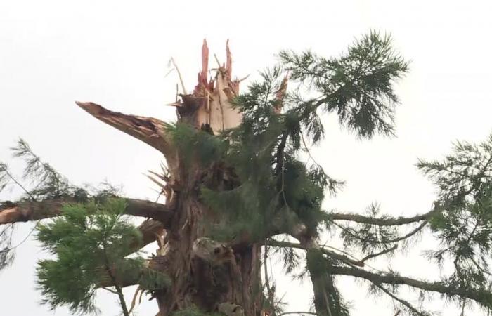 Ein vom Blitz getroffener hundert Jahre alter Mammutbaum fällt auf ein Restaurant