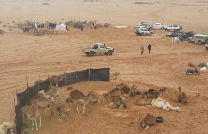 Moussem de Tan-Tan: Hier sehen Sie in Bildern, wie der Wettbewerb zum Melken von Kamelen stattfand