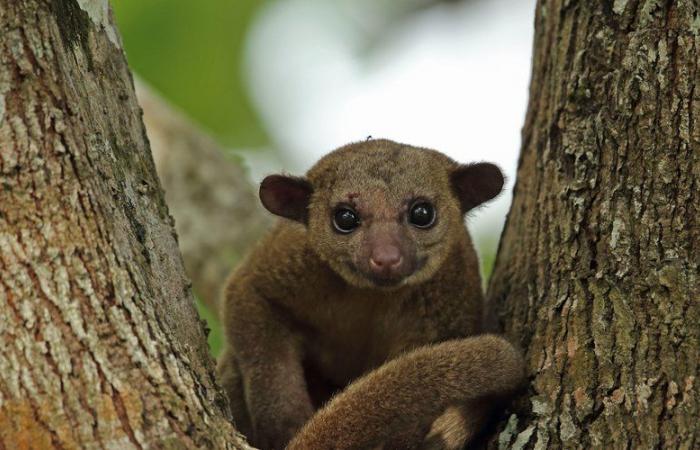 Was ist der Kinkajou, dieses in Mittel- und Südamerika beheimatete Tier, das von einem Autobahnrastplatz in den Vereinigten Staaten gerettet wurde?
