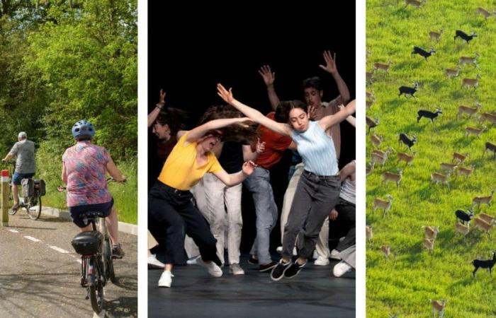 Radfahrer auf dem Land, Shows in Avignon und Antilopen im Exodus … 10 Artikel, die uns diese Woche getröstet haben – Libération