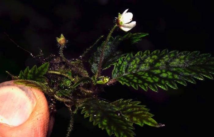 Forscher dachten, sie sei für immer verschwunden, eine kleine Blume taucht auf wundersame Weise mitten im Wald wieder auf