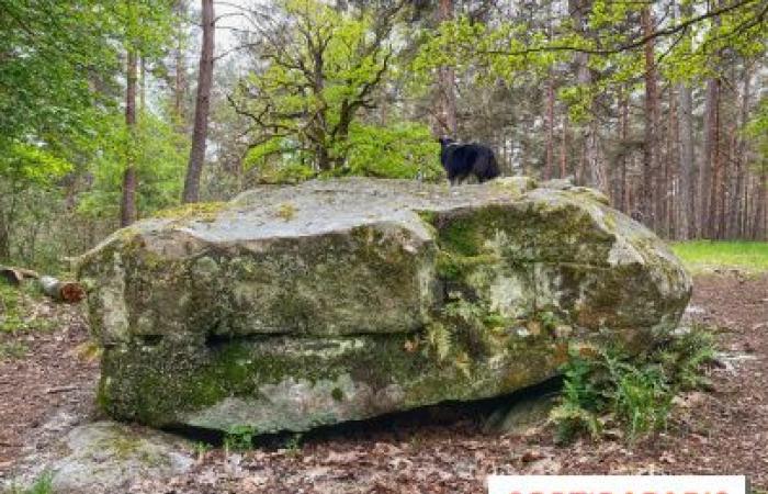 Wussten Sie ? Der größte Dolmen der Île-de-France liegt versteckt im Wald von Rambouillet