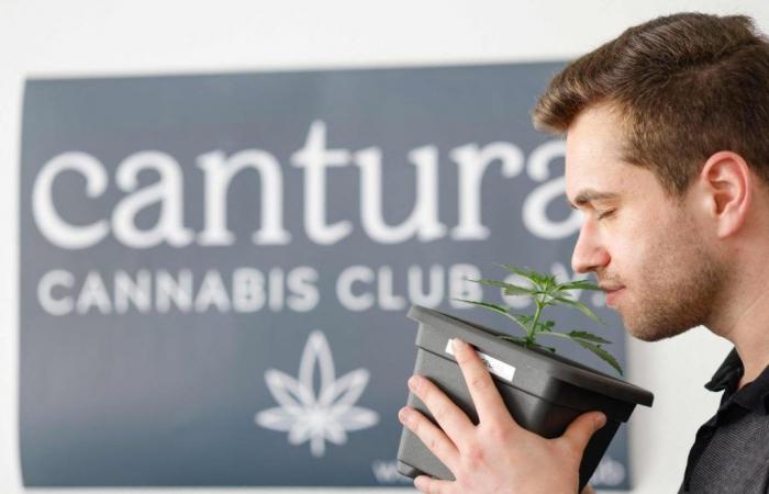 Deutschland wird am Montag seine „Cannabis-Clubs“ eröffnen