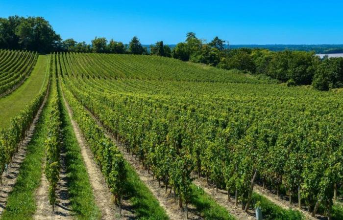 20 Bordeaux-Weine 2023 mit außergewöhnlichem Preis-Leistungs-Verhältnis
