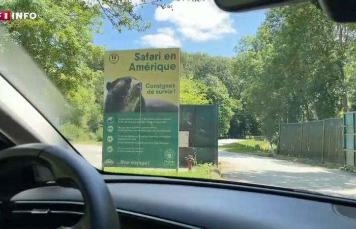 Jogger im Zoo von Thoiry von Wölfen angegriffen: Zwei Versionen prallen aufeinander