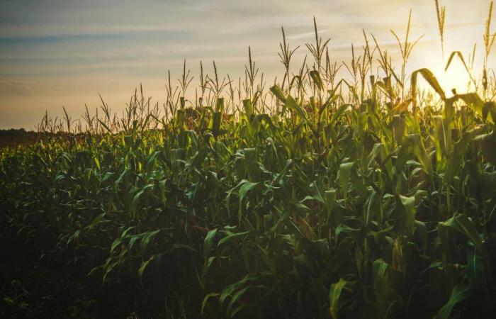 Amerikanischer Mais auf dem niedrigsten Stand seit 2020, Bestände und Flächen größer als erwartet