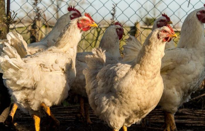 Rückruf von Hühnern und Perlhühnern, die insbesondere bei Auchan, Intermarché und Leclerc verkauft wurden