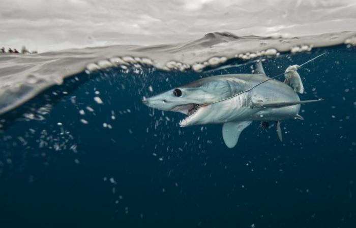 Haie haben gelernt, Fischerbooten zu folgen, anstatt zu jagen, und das sind schlechte Nachrichten