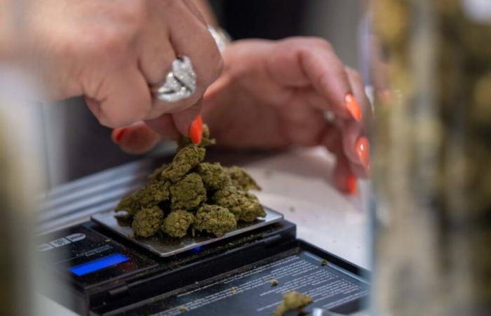 Nach der Entkriminalisierung erlaubt Deutschland Cannabis-Social-Clubs – Libération