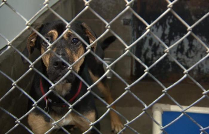 Noch mehr Tiere werden in Montreal ausgesetzt, befürchtet die SPCA