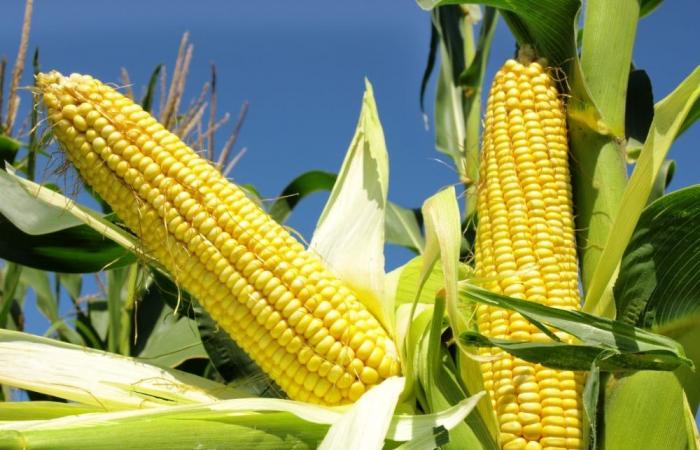 Bericht drückt Maispreise nach unten
