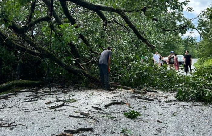 IN BILDERN | Möglicher Tornado? Eine Straße wurde nach umstürzenden Bäumen in Frelighsburg blockiert